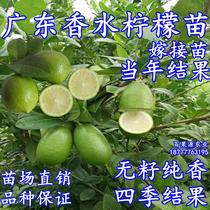 广东香水柠檬树苗奶茶店专用四季柠檬无籽嫁接苗果树盆栽地栽带土