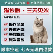 猫传腹干性湿性肠炎治疗药无痛口服FIPV猫咪传染性腹膜炎发烧腹水
