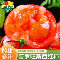 普罗旺斯西红柿新鲜蔬菜当季圣女果沙瓤大番茄自然熟生吃铁皮柿子
