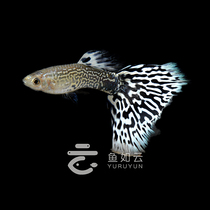 马来西亚白蕾丝白马赛克纯种蕾丝孔雀鱼小型热带鱼精品活体观赏鱼