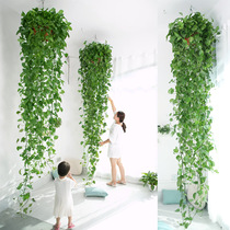 大盆绿萝长藤款绿萝盆栽室内新房吸甲醛垂吊植物爬墙绿植长藤吊兰