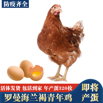 产蛋王海兰褐青年鸡活苗下蛋鸡活鸡包活到家生蛋鸡活体红毛粉壳鸡