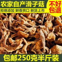 2021年新货东北滑子菇干货500g黑龙江省大兴安岭特产滑子蘑小黄蘑