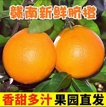 江西赣南脐橙橙子10斤装新鲜现摘特级大果手掰橙正宗赣州产地直发