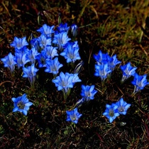 花卉种子盆栽花草植物高原龙胆花种子地胆头龙胆草观音草蓝色花朵