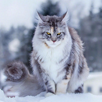缅因猫幼崽活体大猫巨型猫宠物猫缅因猫纯种巨型异瞳挪威森林猫幼