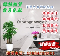 上海绿植租赁办公室花卉盆栽植物租摆租鲜花公司绿化上门养护服务