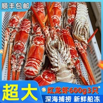 红龙虾鲜活超大新鲜海捕角脊龙虾非澳洲小青龙海鲜水产花龙虾商用