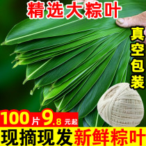 粽叶免邮新鲜大 箬叶100片真空包装包粽子野生鲜叶粽粑天然芦苇叶