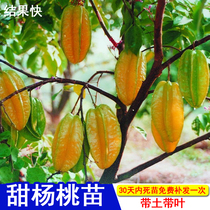 四季杨桃树苗果树台湾甜南方种植当年结果苗酸盆栽嫁接红杨桃苗