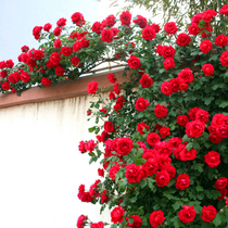 爬藤月季蔷薇花苗大花浓香庭院藤本花卉植物阳台盆栽玫瑰爬墙四季