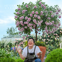 海蒂的花园旗舰店月季玫瑰花盆栽蓝色阴雨粉色龙沙宝石藤本月季