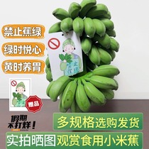 整串水培香蕉禁止蕉绿办公室拒绝焦虑桌面芭蕉静止蕉绿可食用香蕉