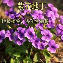 紫花地丁种子耐寒耐阴地被植物庭院景观绿化种子龙胆地丁草四季播