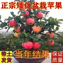 矮化苹果树苗盆景老桩盆栽庭院阳台南北方种植带果冰糖心苹果树苖