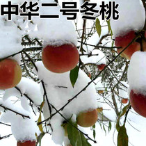晚熟桃树巨型冬桃树苗果树苗中华特大桃王云南冬桃树苗四季新品种