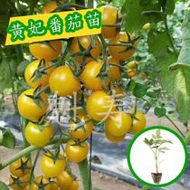 黄妃小番茄苗种子 日本进口黄色圣女果 四季水果籽种西红柿种籽春