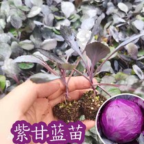 紫甘蓝菜种种苗包菜种籽包心菜种子秋季籽种蔬菜苗孑菜籽卷心菜
