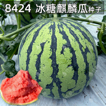 8424冰糖麒麟西瓜种子甜王高产麒麟懒汉无籽巨型西瓜四季水果种孑