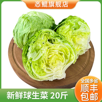 球生菜20斤新鲜西生菜圆生菜汉堡蔬菜西餐沙拉轻食材绿叶圆球生菜