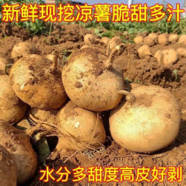 贵州凉薯新鲜地萝卜现挖农家土瓜白地瓜沙葛薯豆薯脆甜当季水果