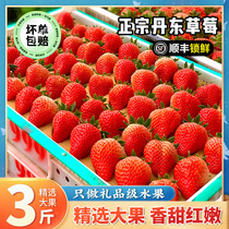 【3斤装】丹东99草莓新鲜水果九九红颜牛奶油特大礼盒装东港顺丰