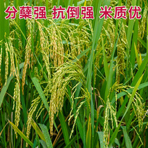 长耕水稻种子泰国米四季种籽大田夏季种水稻香米谷长粒珍珠米种孑