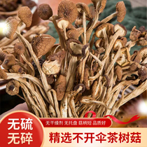 云南茶树菇干货官方旗舰店新鲜切根不开伞菌菇类香菇煲汤菇500g