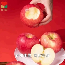 陕西白水瑞阳苹果西农甜苹果非洛川烟台红富士秦冠瑞雪新品种