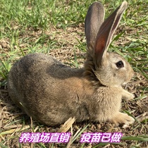兔活物大型肉兔一对起包邮种兔幼兔苗成年食用家养比利时兔子活体