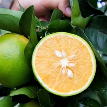 海南澄迈特产橙子福橙当季水果绿橙现摘农产品富硒橙礼盒5/10斤