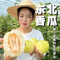 【顺丰包邮】东北香瓜老式金飞京蜜脆甜新鲜水果3斤/5斤羊角蜜