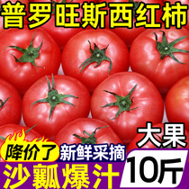 正宗普罗旺斯沙瓤西红柿10斤自然熟非铁皮柿子蔬菜水果大番茄新鲜