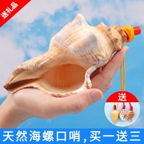 天然大海螺贝壳口哨号角可吹儿童玩具生日礼物超大贝壳哨子小螺号