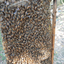 蜜蜂蜂群中蜂笼蜂蜜蜂活群 阿坝双色蜂王蜂群中蜂 蜜蜂活群带王