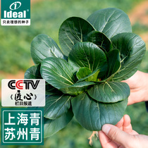 上海青苏州青菜籽种子小青菜种籽油菜四季蔬菜种孑大全黑叶耐热