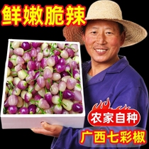 广西七彩椒新鲜10斤现摘大个大果泡椒广西特产蔬菜可腌制泡椒剁椒