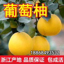台湾甜葡萄柚苗南北方庭院地栽柚子苗大树盆栽嫁接果树苗当年结果