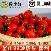 釜山88玲珑果超甜小柿子一口爆汁山东小西红柿孕妇新鲜水果顺丰