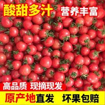 【现摘现发】圣女果小西红柿新鲜蔬菜水果小番茄5斤装整箱批发