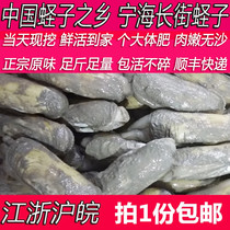 宁海特产长街蛏子新鲜无沙海鲜水产贝类生鲜野生吃货3斤