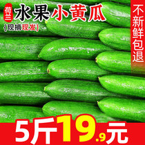 出口品质荷兰水果黄瓜5斤新鲜生吃小青瓜时令蔬菜白玉女即食旱10