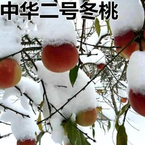 新品种晚熟桃树苗巨型冬桃树苗中华特大桃王云南冬桃苗四季果树苗