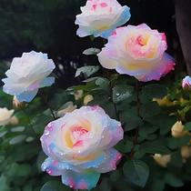 稀有品种西域曼陀罗兰加洛斯新款玫瑰老桩苗绿植盆栽花卉四季开花