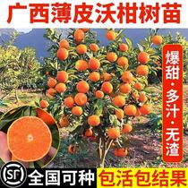广西武鸣沃柑橘子树苗正宗091无核无籽柑橘树苗南方种橘子果树苗