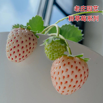 老庄园艺粉草莓系列初恋桃熏粉玉白玉白宝石美白姬淡雪草莓苗秧
