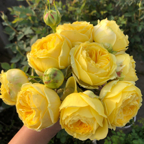 凯特琳娜卡特琳娜月季花苗大花浓香开花黄色玫瑰四季可盆栽勤庭院