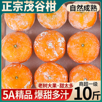 10斤正宗茂谷柑桔子水果新鲜当季应季橘子时令甜蜜橘砂糖精选现摘