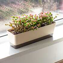 多肉花盆长条型专用窄边细长窗台种植塑料阳台花盘花槽盆栽家用