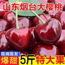 空运直达山东大樱桃美早红灯车厘子国产新鲜水果孕妇水果预售发货